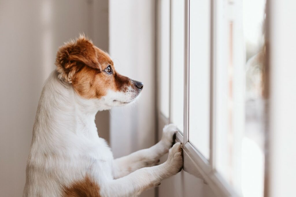 A Jack Russell terrier waits expectantly at the window