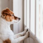 A Jack Russell terrier waits expectantly at the window