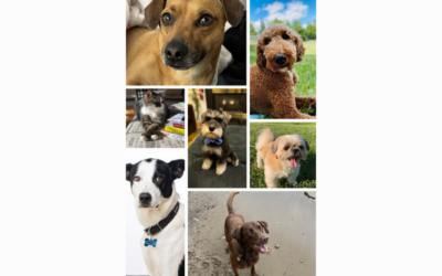 Caring for Your Pet in Your Estate Plan: A Comprehensive Guide